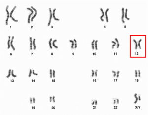 Human male karyotpe high resolution - Chromosome 12.png