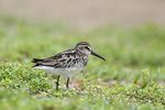 Broad billed sandpiper by Sreedev Puthur.jpg