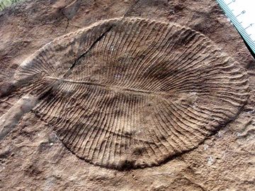 Dickinsonia may be the earliest animal. They appear in the fossil record 571 million to 541 million years ago.