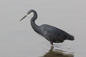 Western reef egret (Egretta gularis gularis) dark morph.jpg