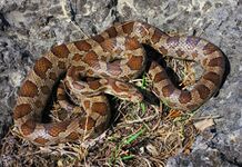 Great Plains ratsnake (Pantherophis emoryi), Missouri