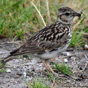 Lullula arborea Rodrigo)de Almeida.jpg