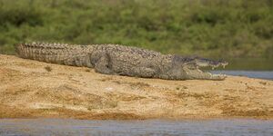 Mugger crocodile (Crocodylus palustris) Gal Oya.jpg