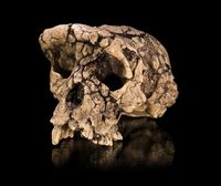 Cast of a skull of Sahelanthropus tchadensis, nick-named ″Toumaï″
