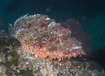 Another ambush predator is the tassled scorpionfish camouflaged to look like part of a coral encrusted sea floor.