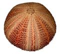 Sea urchin test - each white band is the location of a row of tube feet; each pair of white bands is called an ambulacrum. Withe five such ambulacra, the fivefold symmetry reveals a kinship with sea stars.