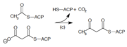 3-ketoactl-ACP synthetase.png