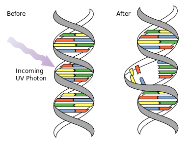 ملف:DNA UV mutation.svg