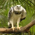 Harpia harpyja -Belize Zoo-8-3c.jpg