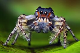 Males of many spiders, such as this Phidippus putnami, have elaborate courtship displays.