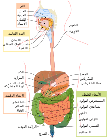 Digestive system diagram ar.svg