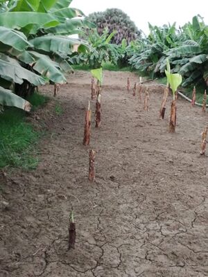 موز جازان 4.jpg