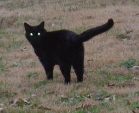 تم اتهام القطط السوداء لعدة قرون بأنها الأرواح المألوفة للسحرة أو أنها تجلب الحظ السيئ.