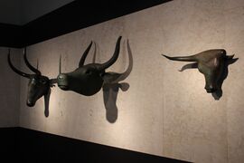 Bull heads of Costitx