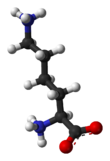 Ball-and-stick model of lysine at physiological pH (zwitterionic form)