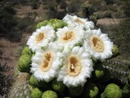 Flowers, Scottsdale, Arizona